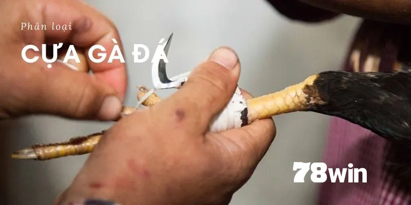 Cách Băng Cựa Gà Đá Với 7749 Kiểu Khác Nhau Của Kê Sư 3 Hướng dẫn quấn băng cựa tròn cho gà